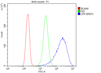 Lipoma-preferred partner LPP Rabbit Polyclonal Antibody