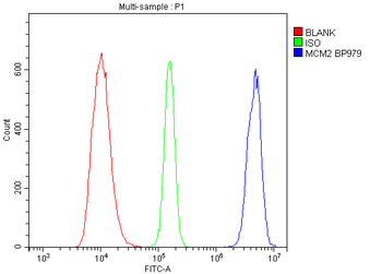 MCM2 Rabbit Polyclonal Antibody