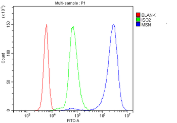Moesin/MSN Rabbit Polyclonal Antibody