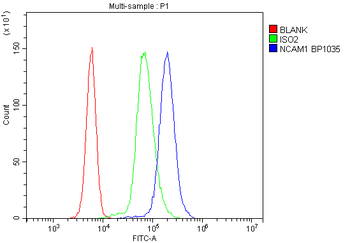 NCAM1 Rabbit Polyclonal Antibody
