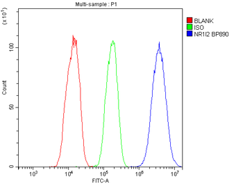 PXR/NR1I2 Rabbit Polyclonal Antibody