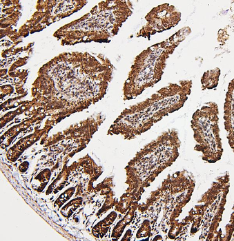 PXR/NR1I2 Rabbit Polyclonal Antibody
