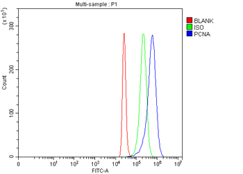 PCNA Rabbit Polyclonal Antibody