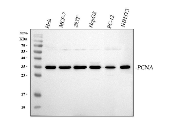 PCNA Rabbit Polyclonal Antibody