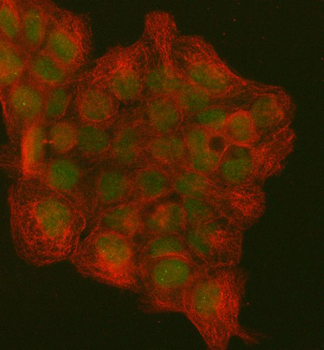 PCNA Rabbit Polyclonal Antibody