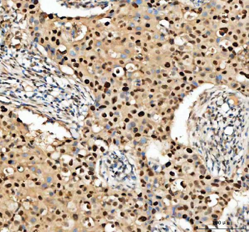 PCNA Rabbit Polyclonal Antibody