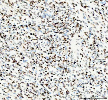 PCNA Rabbit Polyclonal Antibody
