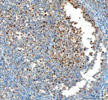 PCNA Rabbit Polyclonal Antibody