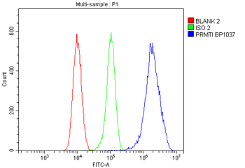 PRMT1 Rabbit Polyclonal Antibody