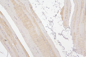 Tafazzin/TAZ Rabbit Polyclonal Antibody