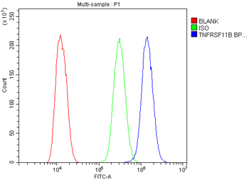 Osteoprotegerin/TNFRSF11B Rabbit Polyclonal Antibody