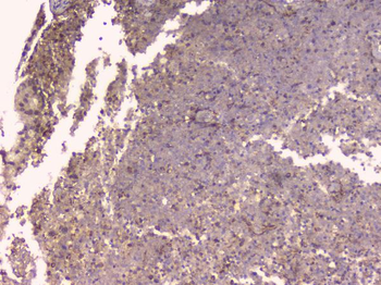 Osteoprotegerin/TNFRSF11B Rabbit Polyclonal Antibody