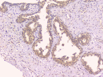 Osteoprotegerin/TNFRSF11B Rabbit Polyclonal Antibody