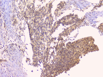 Osteoprotegerin/TNFRSF11B Rabbit Polyclonal Antibody