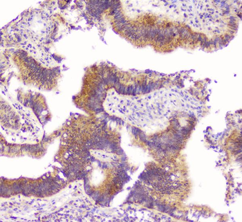 Osteoprotegerin/TNFRSF11B Rabbit Polyclonal Antibody