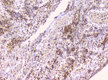 Osteoprotegerin/TNFRSF11B Rabbit Polyclonal Antibody