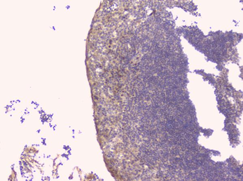 Osteoprotegerin/TNFRSF11B Rabbit Polyclonal Antibody