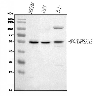 Osteoprotegerin/TNFRSF11B Rabbit Polyclonal Antibody