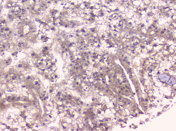Osteoprotegerin/TNFRSF11B Rabbit Polyclonal Antibody
