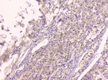 Osteoprotegerin/TNFRSF11B Rabbit Polyclonal Antibody