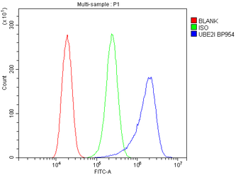 UBE2I/UBC9 Rabbit Polyclonal Antibody