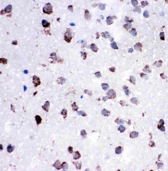 Cytochrome C/CYCS Rabbit Polyclonal Antibody