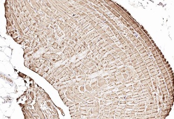 Cytochrome C/CYCS Rabbit Polyclonal Antibody