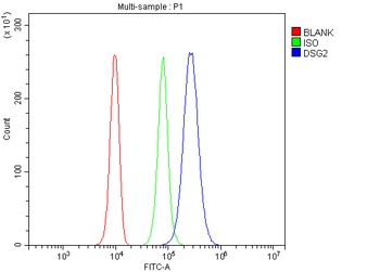 Desmoglein 2/DSG2 Rabbit Polyclonal Antibody