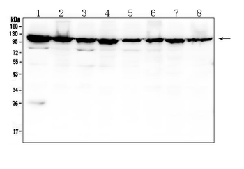 MVP Mouse Monoclonal Antibody
