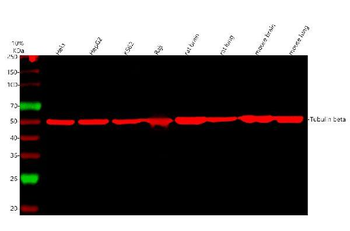 Beta Tubulin TUBB Mouse Monoclonal Antibody