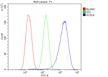 FACL4/ACSL4 Rabbit Polyclonal Antibody