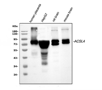FACL4/ACSL4 Rabbit Polyclonal Antibody