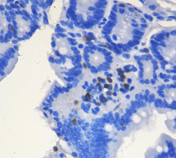 CD3 epsilon/Cd3e Rabbit Polyclonal Antibody
