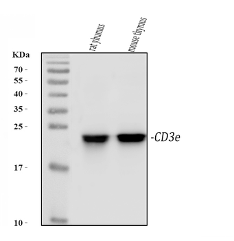 CD3 epsilon/Cd3e Rabbit Polyclonal Antibody