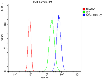 DDX1 Rabbit Polyclonal Antibody