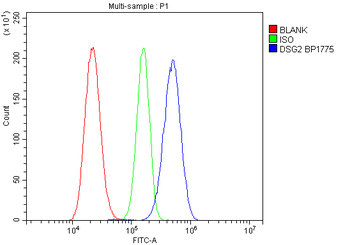 Desmoglein 2/DSG2 Rabbit Polyclonal Antibody