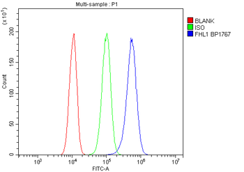 FHL FHL1 Rabbit Polyclonal Antibody