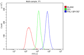 FHL Fhl1 Rabbit Polyclonal Antibody