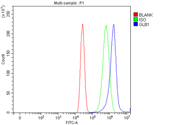 GLB1/Beta-galactosidase Rabbit Polyclonal Antibody