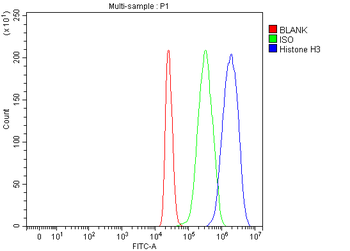 Histone H3 HIST1H3A/B/C/D/E/F/G/H/I/J Rabbit Polyclonal Antibody