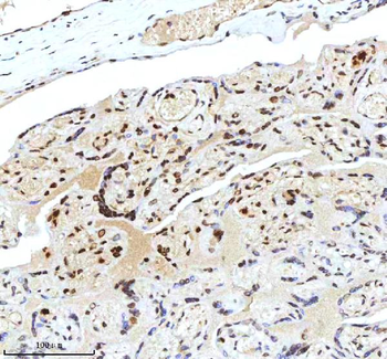 Histone H3 HIST1H3A/B/C/D/E/F/G/H/I/J Rabbit Polyclonal Antibody