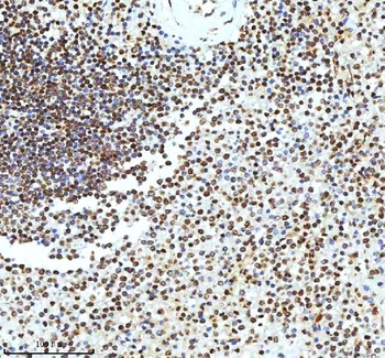 Histone H3 HIST1H3A/B/C/D/E/F/G/H/I/J Rabbit Polyclonal Antibody