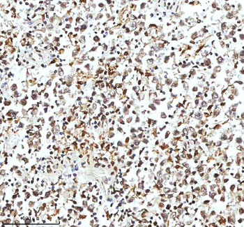 Histone H3 HIST1H3A/B/C/D/E/F/G/H/I/J Rabbit Polyclonal Antibody