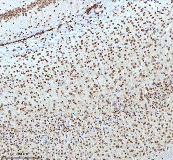 Histone H3 HIST1H3A/B/C/D/E/F/G/H/I/J Rabbit Polyclonal Antibody