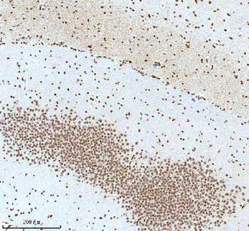 Histone H3 HIST1H3A/B/C/D/E/F/G/H/I/J Rabbit Polyclonal Antibody