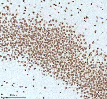 Histone H3 HIST1H3A/B/C/D/E/F/G/H/I/J Rabbit Polyclonal Antibody