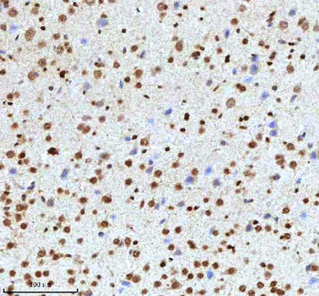 Histone H3 HIST1H3A/B/C/D/E/F/G/H/I/J Rabbit Polyclonal Antibody