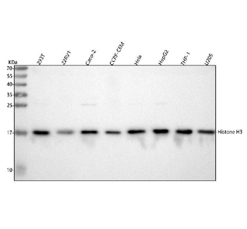 Histone H3 HIST1H3A/B/C/D/E/F/G/H/I/J Rabbit Polyclonal Antibody