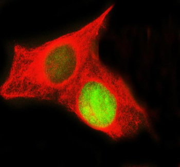 Histone H3 HIST1H3A/B/C/D/E/F/G/H/I/J Rabbit Polyclonal Antibody