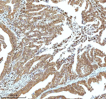 Histone H3 HIST1H3A/B/C/D/E/F/G/H/I/J Rabbit Polyclonal Antibody